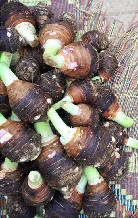 cocoyam