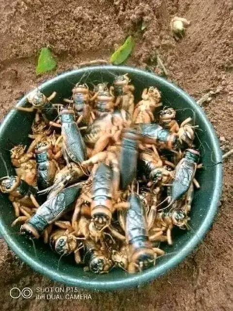 Criket