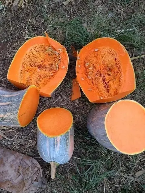 Pomking
