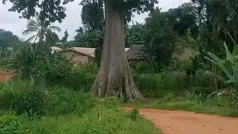 Tenghe menong